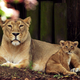 Neither of these lions are Xanda because we couldn’t get a picture of him because he’s DEAD / Image via Getty